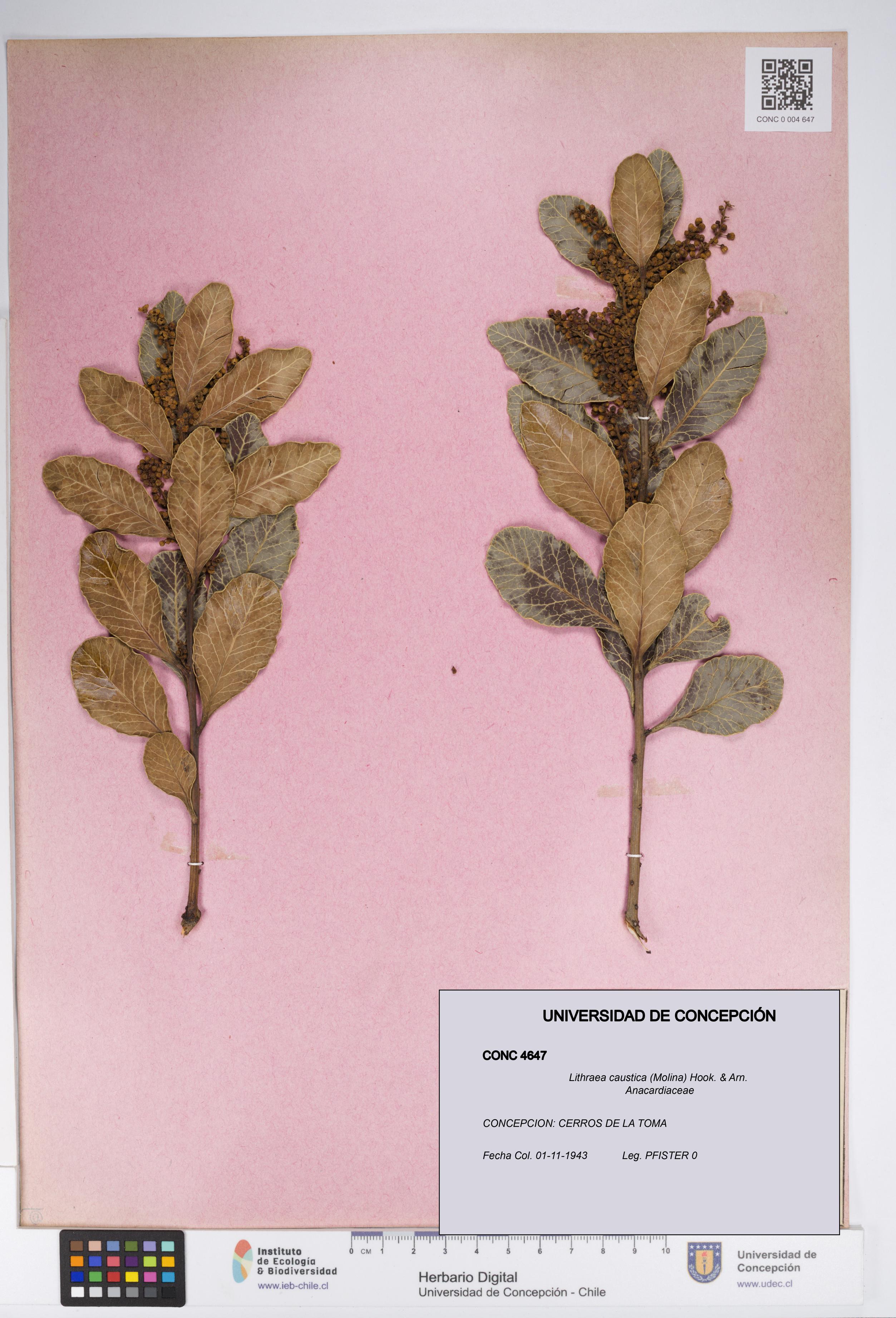 Lithraea caustica [Espécimen: UDEC:CONC:0004647]