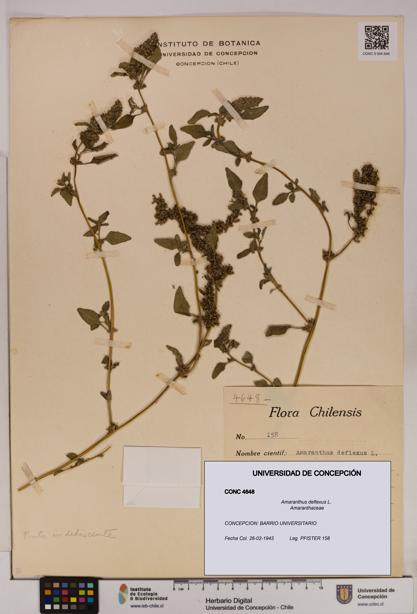 Amaranthus deflexus [Espécimen: UDEC:CONC:0004648]