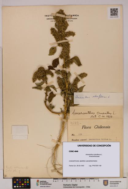 Amaranthus retroflexus [Espécimen: UDEC:CONC:0004649]