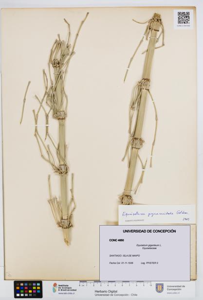 Equisetum giganteum [Espécimen: UDEC:CONC:0004650]