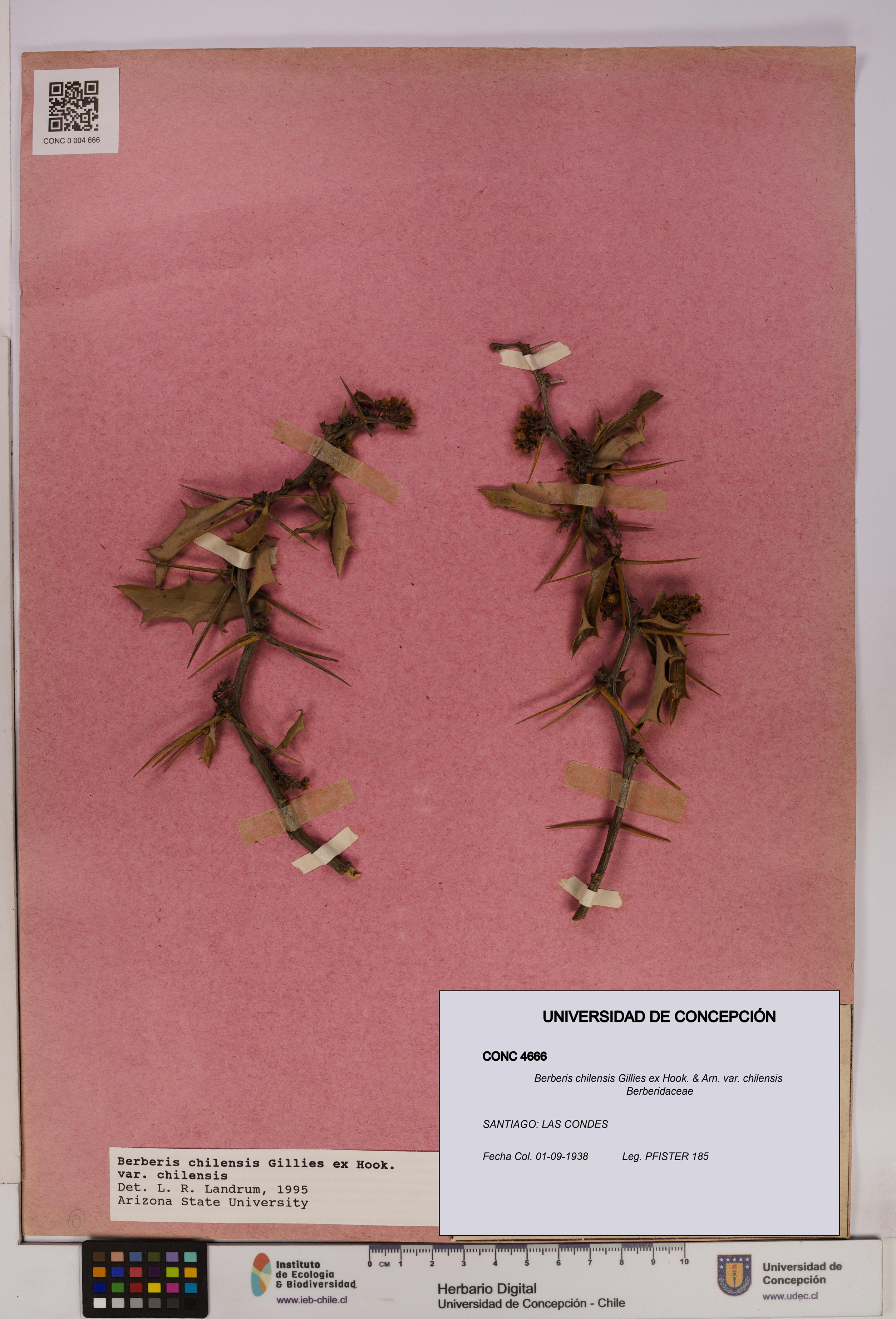 Berberis chilensis var. chilensis [Espécimen: UDEC:CONC:0004666]