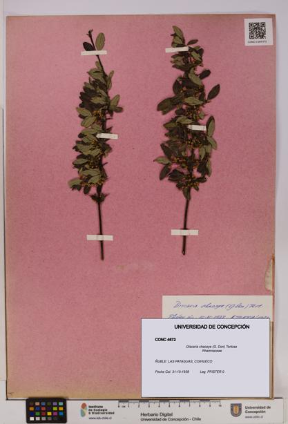 Discaria chacaye [Espécimen: UDEC:CONC:0004672]