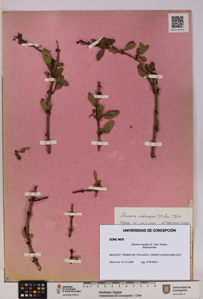 Discaria chacaye [Espécimen: UDEC:CONC:0004673]