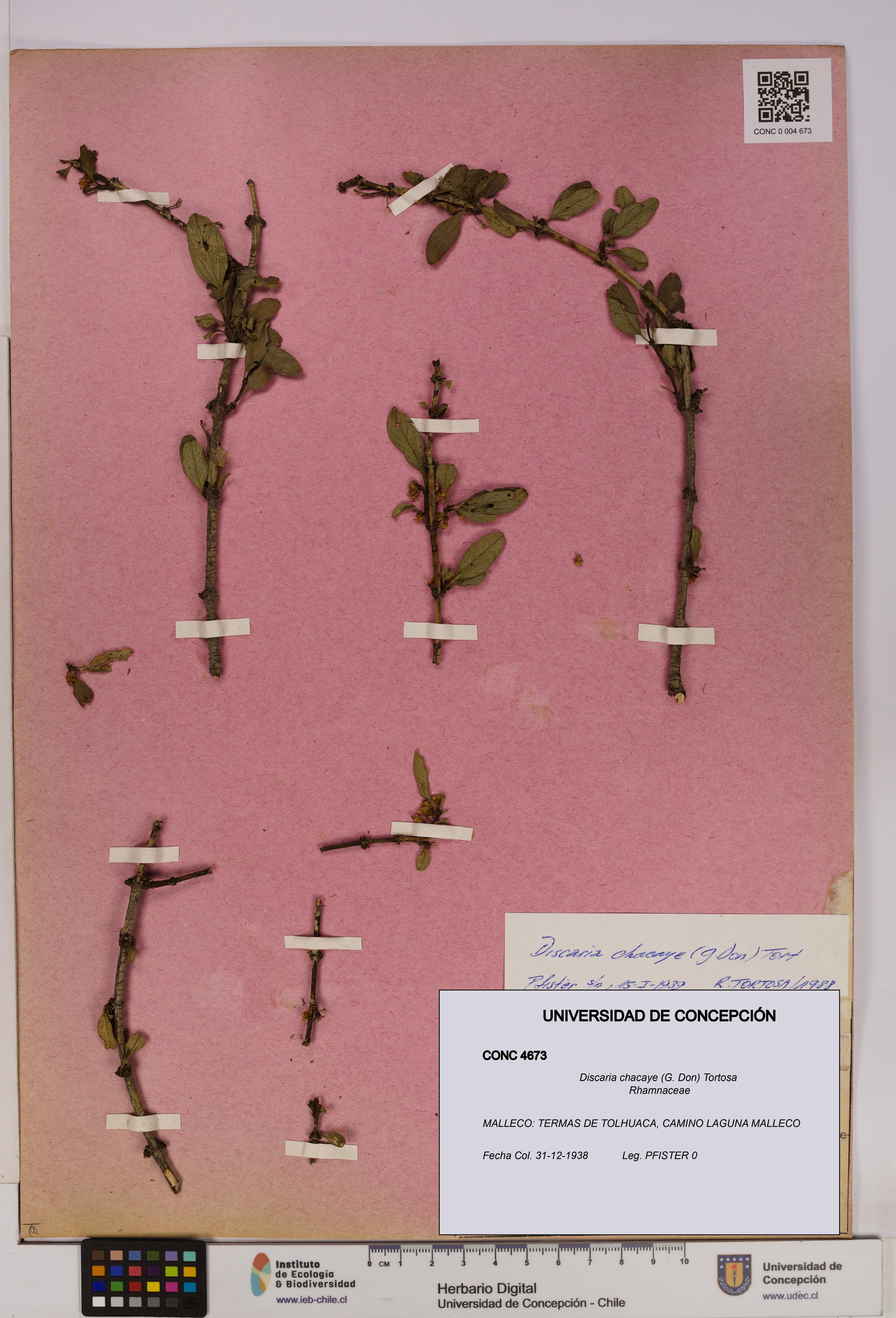 Discaria chacaye [Espécimen: UDEC:CONC:0004673]