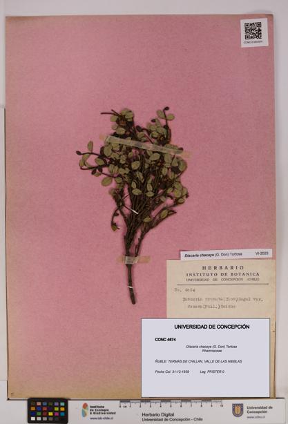 Discaria chacaye [Espécimen: UDEC:CONC:0004674]