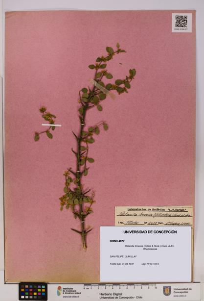 Retanilla trinervia [Espécimen: UDEC:CONC:0004677]