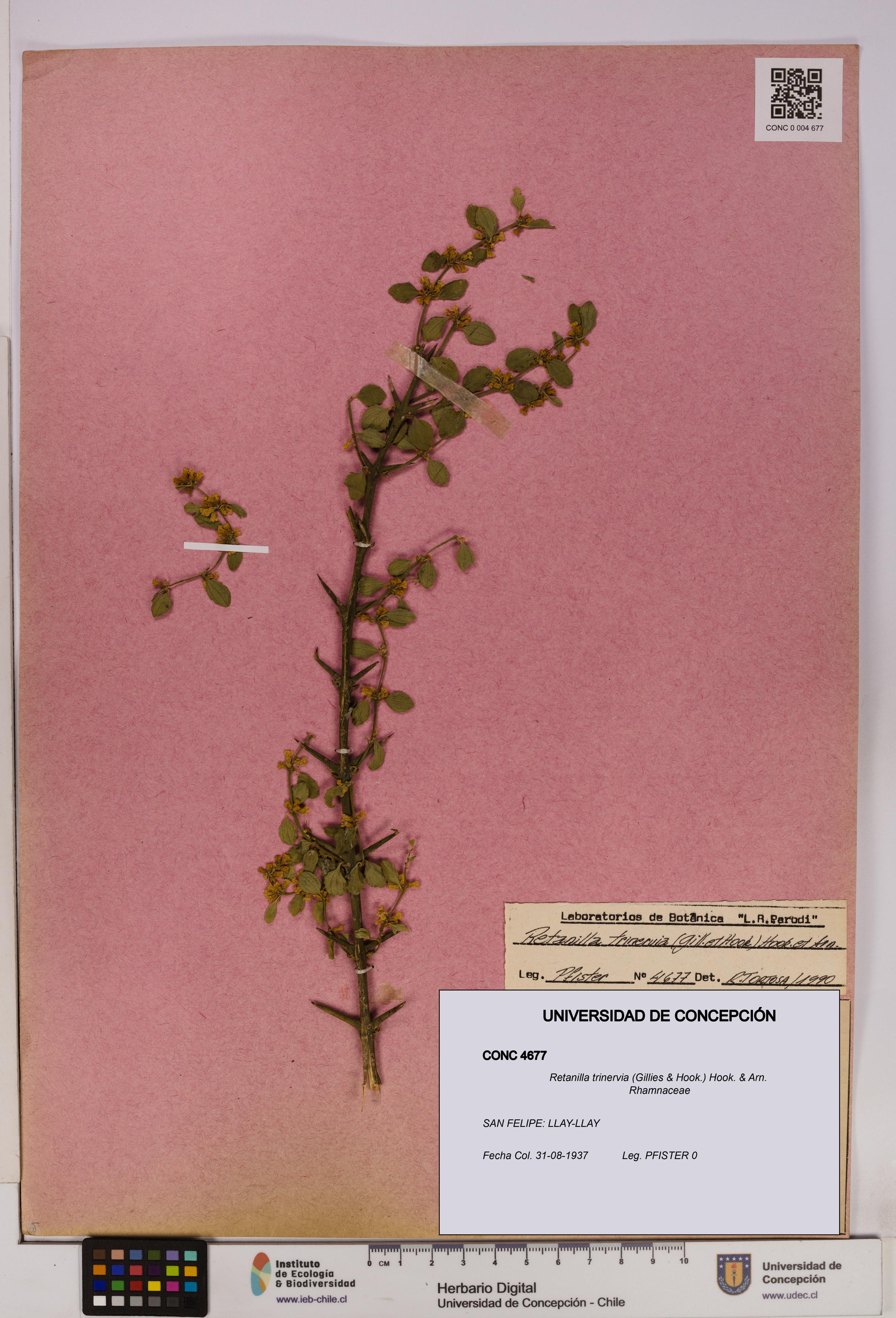 Retanilla trinervia [Espécimen: UDEC:CONC:0004677]