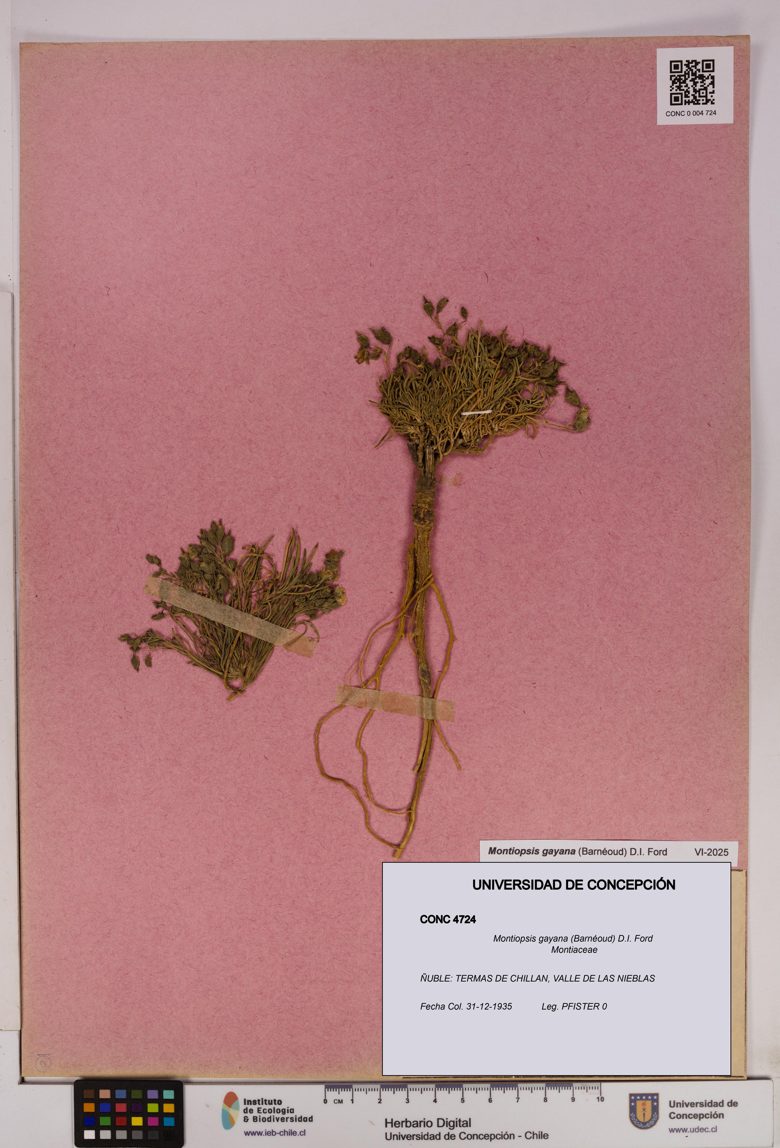 Montiopsis gayana [Espécimen: UDEC:CONC:0004724]