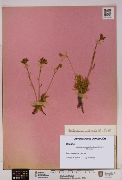 Montiopsis umbellata [Espécimen: UDEC:CONC:0004725]