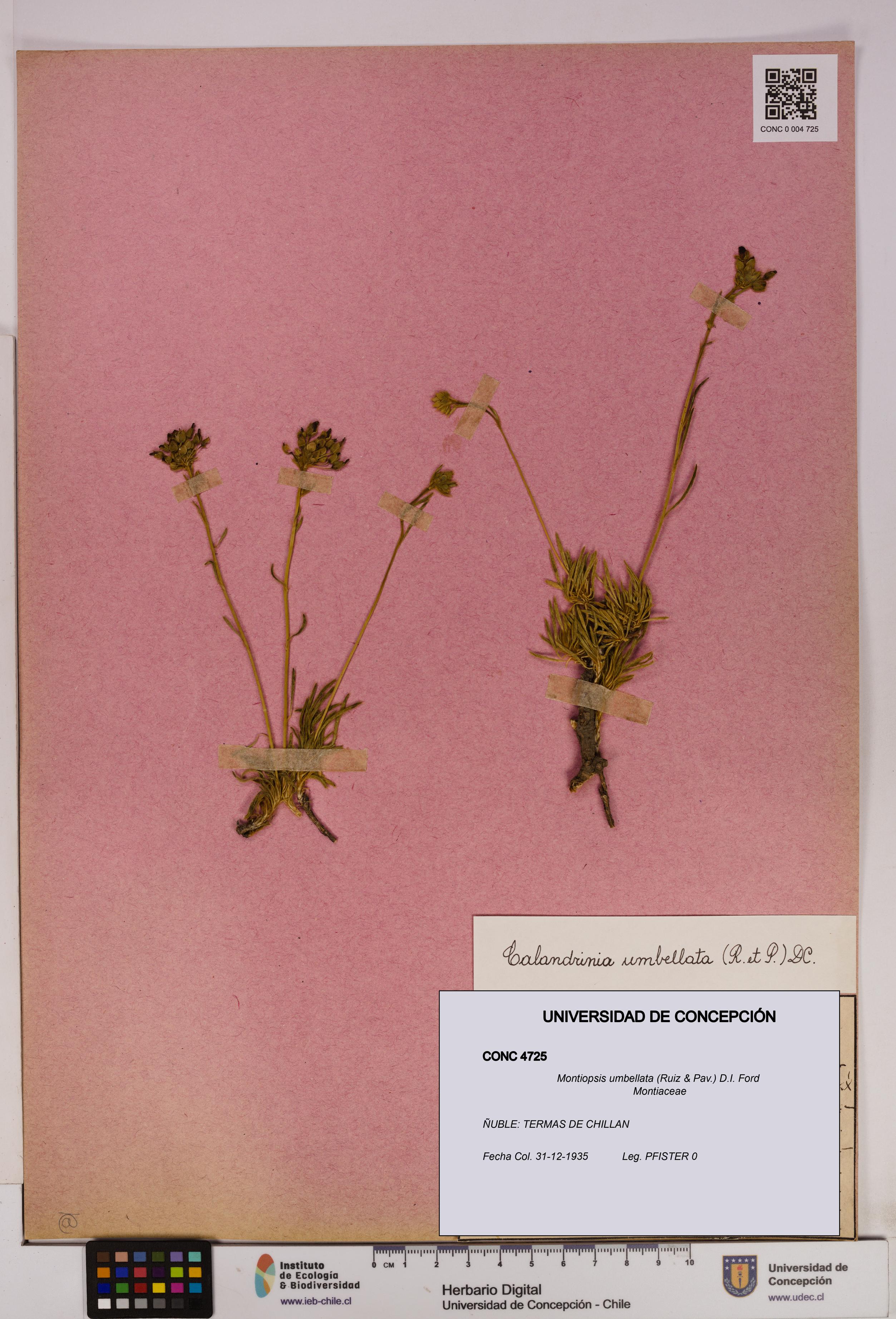 Montiopsis umbellata [Espécimen: UDEC:CONC:0004725]