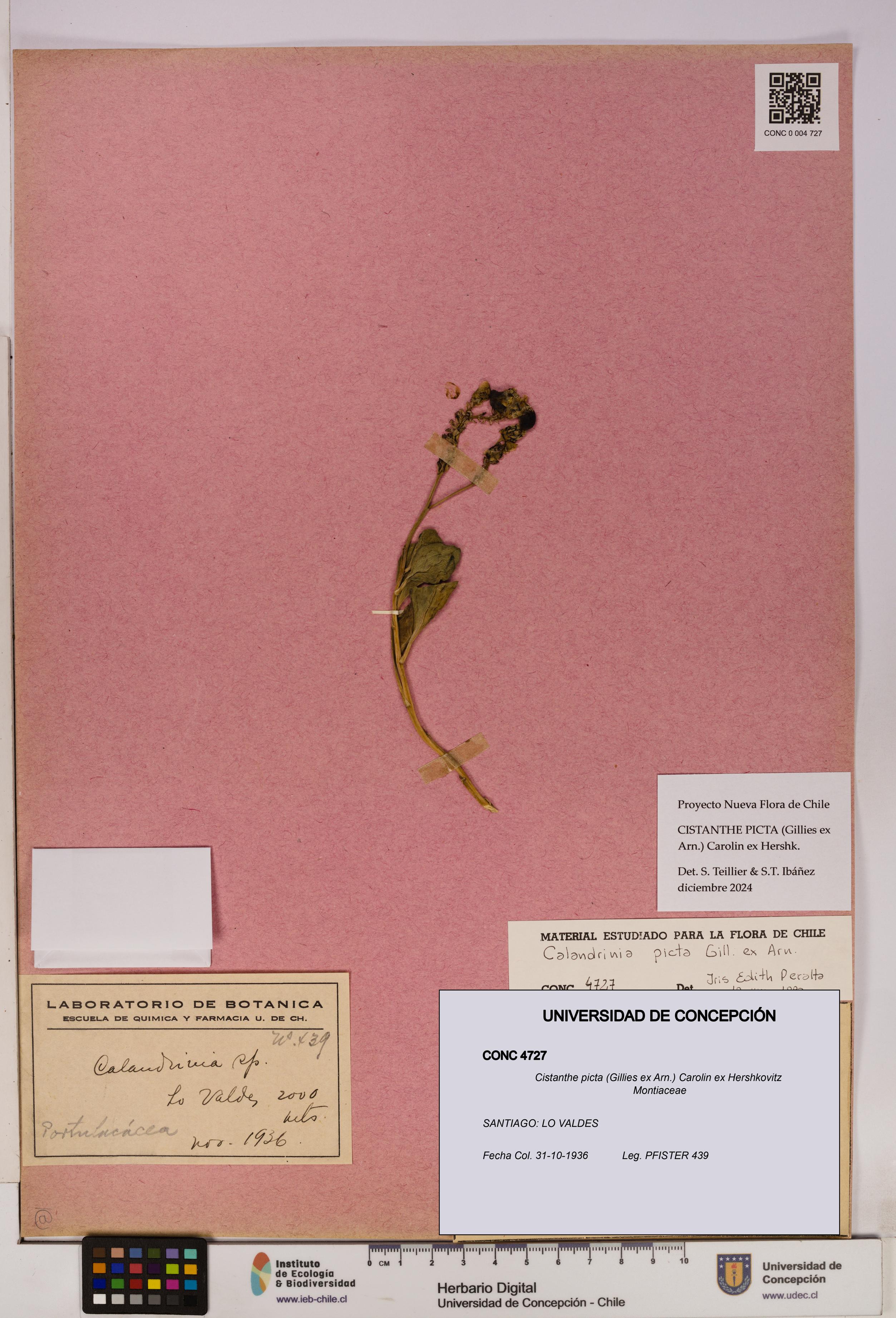 Cistanthe picta [Espécimen: UDEC:CONC:0004727]