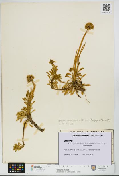Gamocarpha alpina subsp. alpina [Espécimen: UDEC:CONC:0004728]