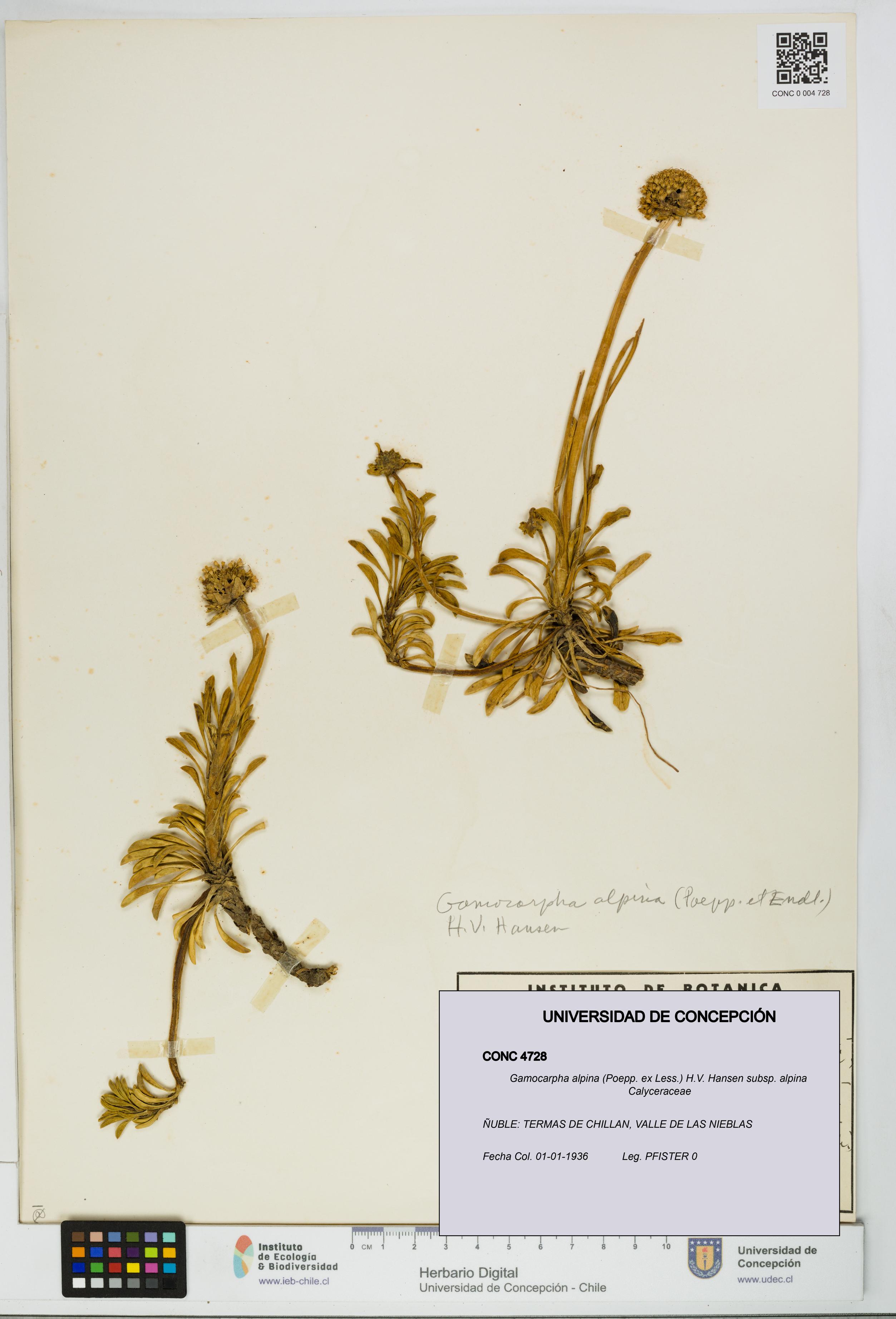 Gamocarpha alpina subsp. alpina [Espécimen: UDEC:CONC:0004728]