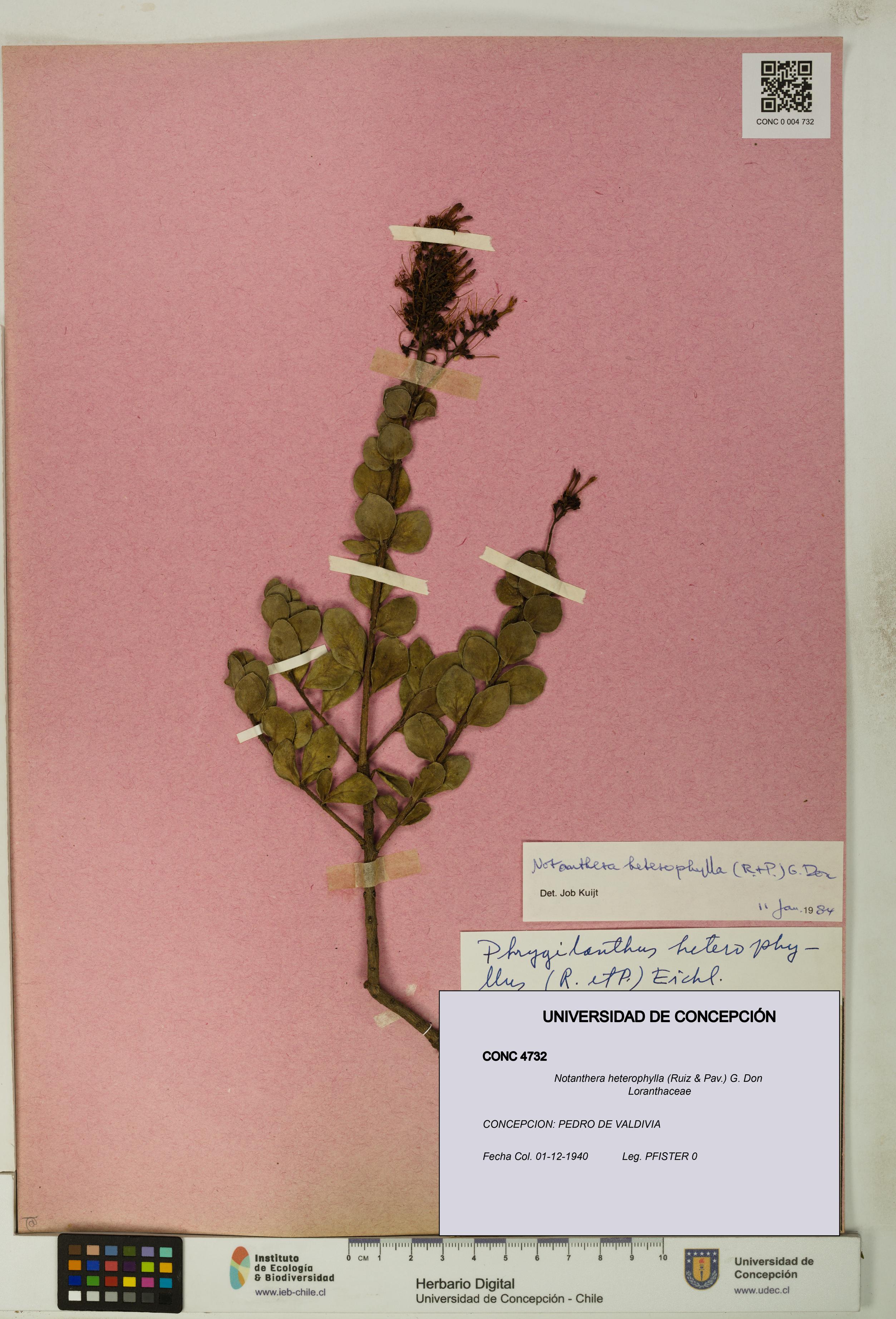 Notanthera heterophylla [Espécimen: UDEC:CONC:0004732]