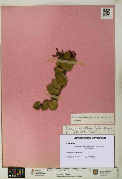 Notanthera heterophylla [Espécimen: UDEC:CONC:0004733]