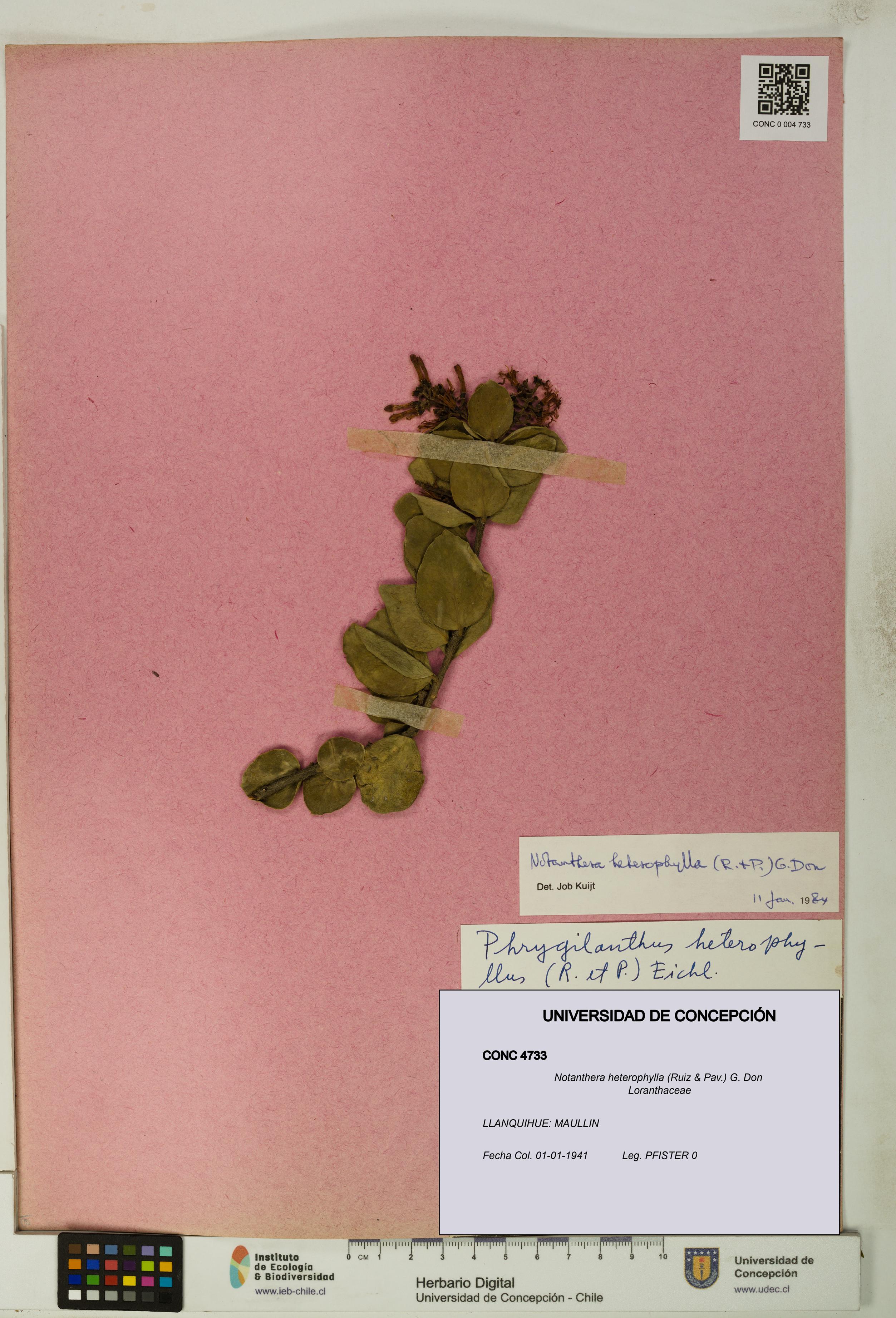 Notanthera heterophylla [Espécimen: UDEC:CONC:0004733]