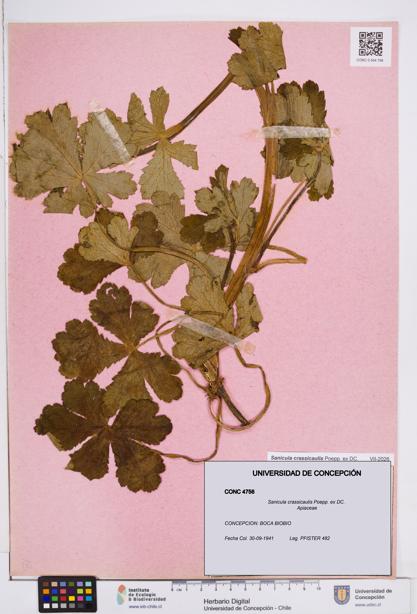 Sanicula crassicaulis [Espécimen: ]