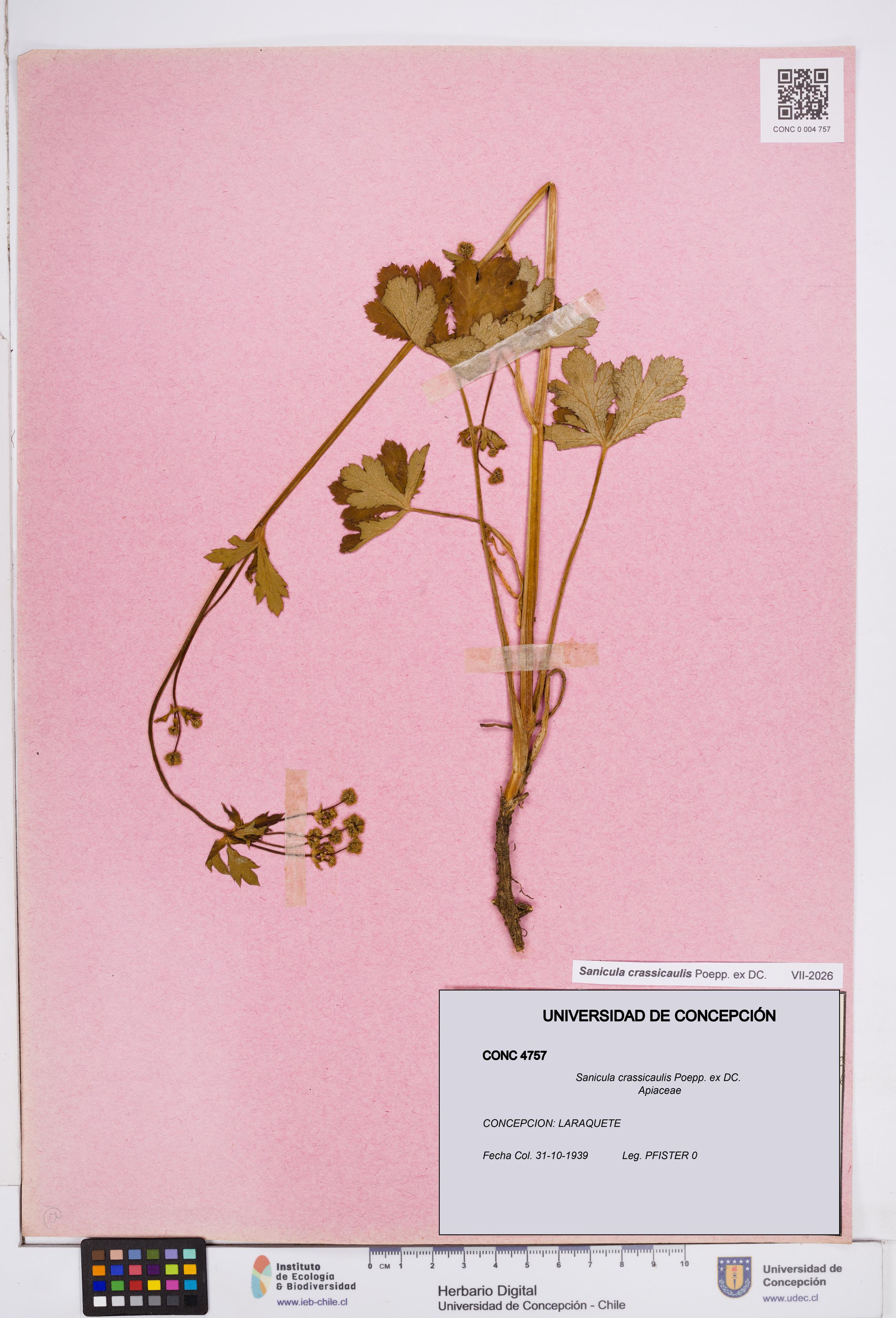 Sanicula crassicaulis [Espécimen: ]
