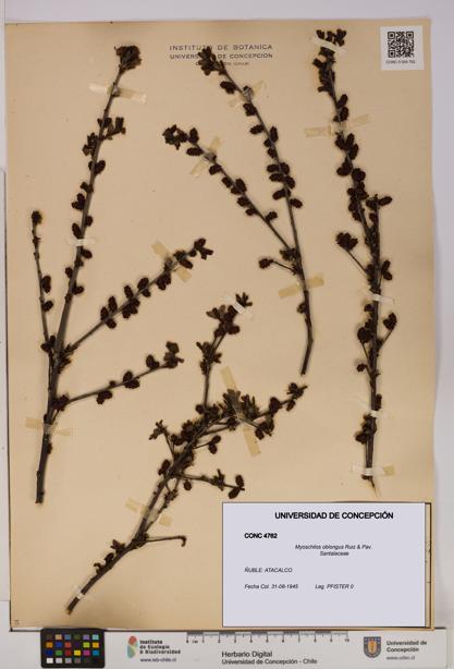 Myoschilos oblongus [Espécimen: UDEC:CONC:0004762]