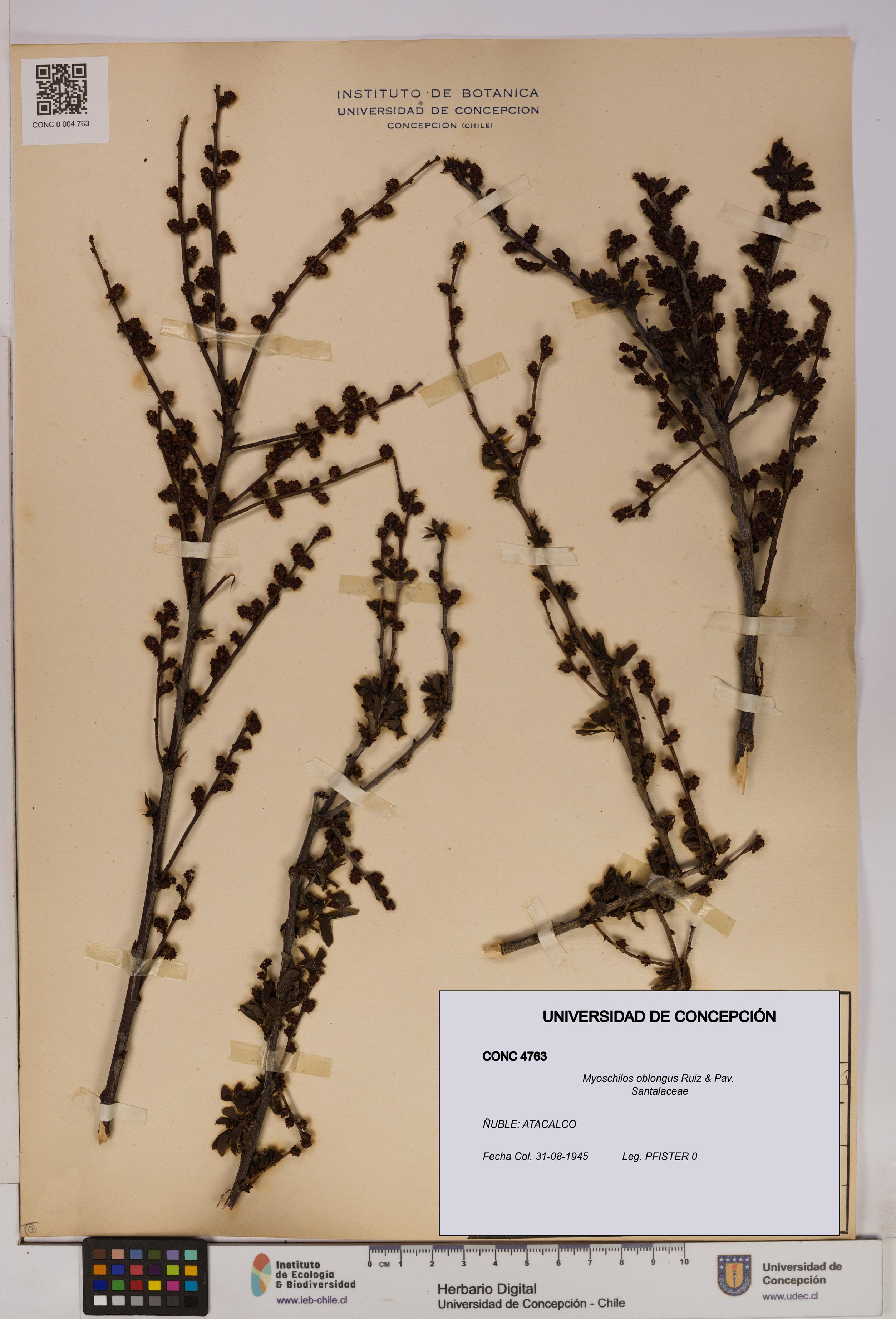 Myoschilos oblongus [Espécimen: UDEC:CONC:0004763]