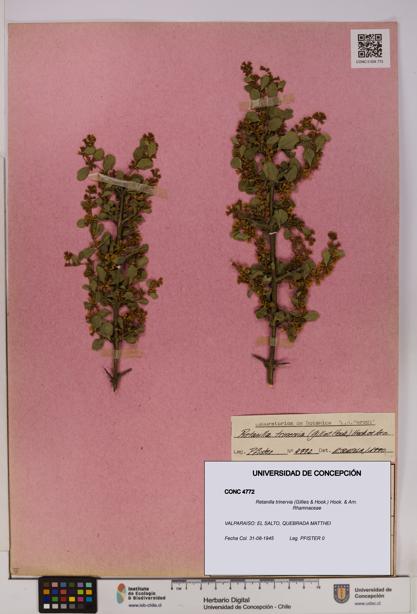 Retanilla trinervia [Espécimen: UDEC:CONC:0004772]