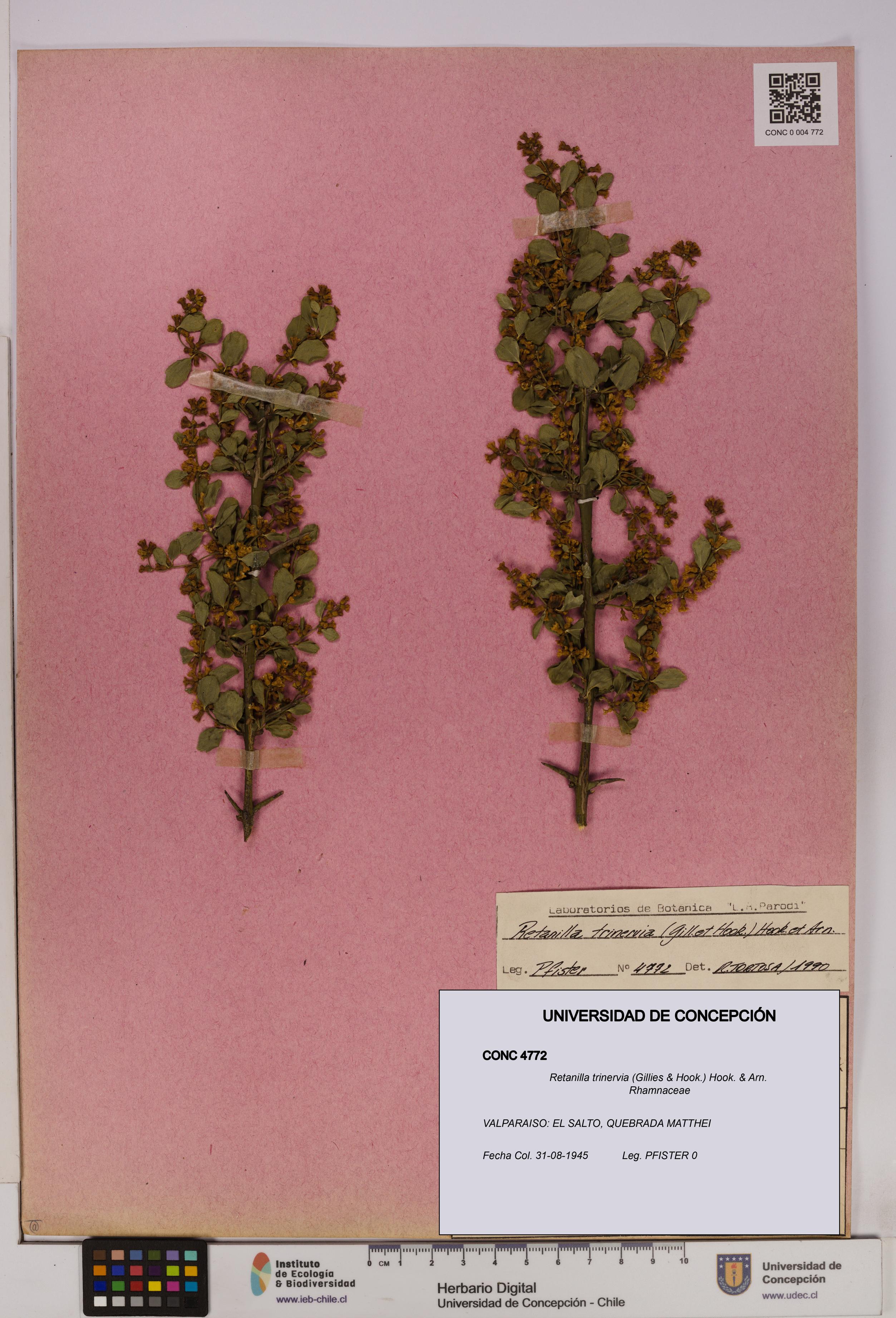 Retanilla trinervia [Espécimen: UDEC:CONC:0004772]