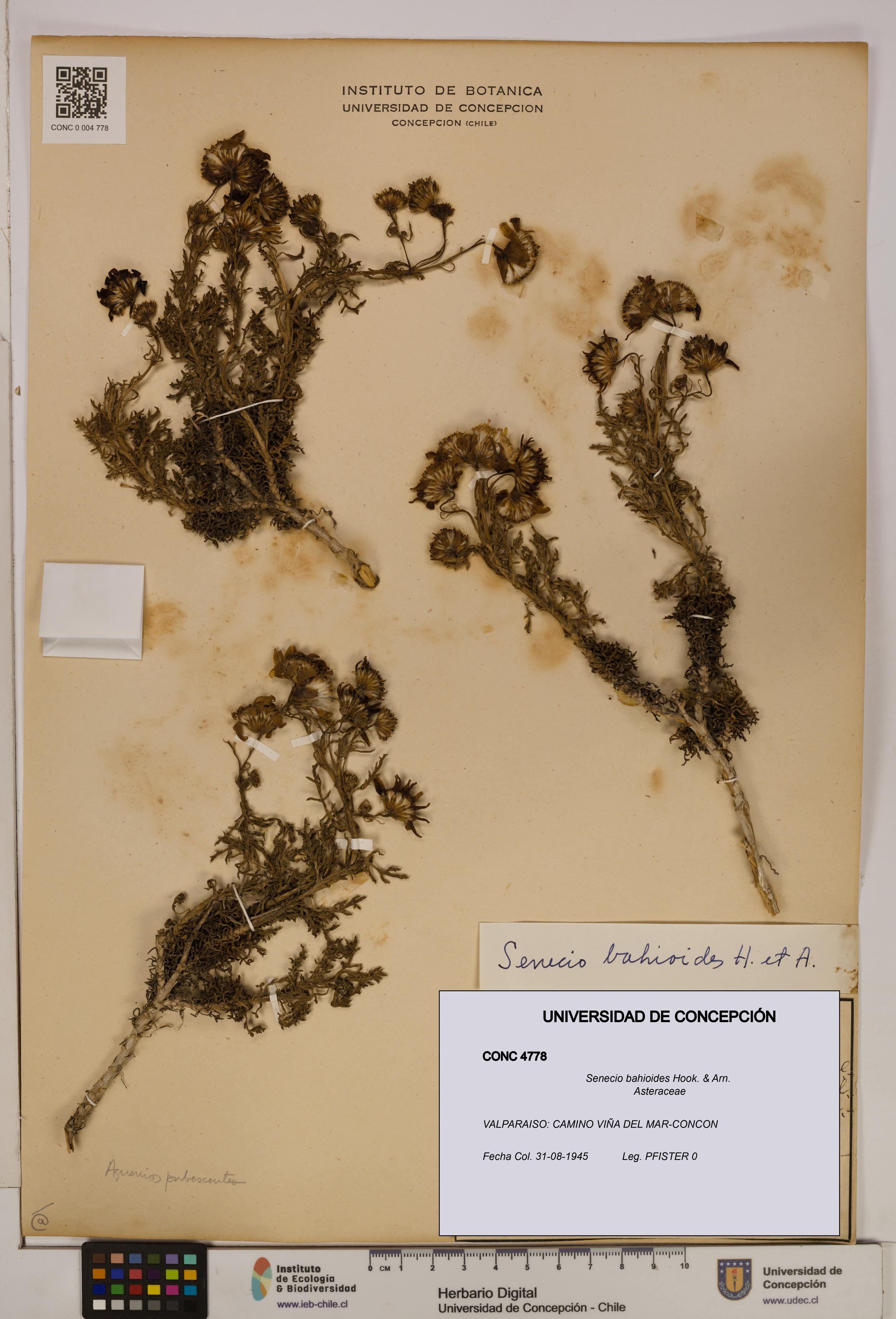Senecio bahioides [Espécimen: UDEC:CONC:0004778]