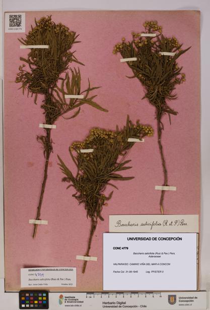Baccharis salicifolia [Espécimen: UDEC:CONC:0004779]