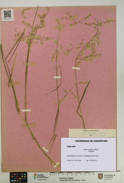 Melica longiflora [Espécimen: UDEC:CONC:0004781]