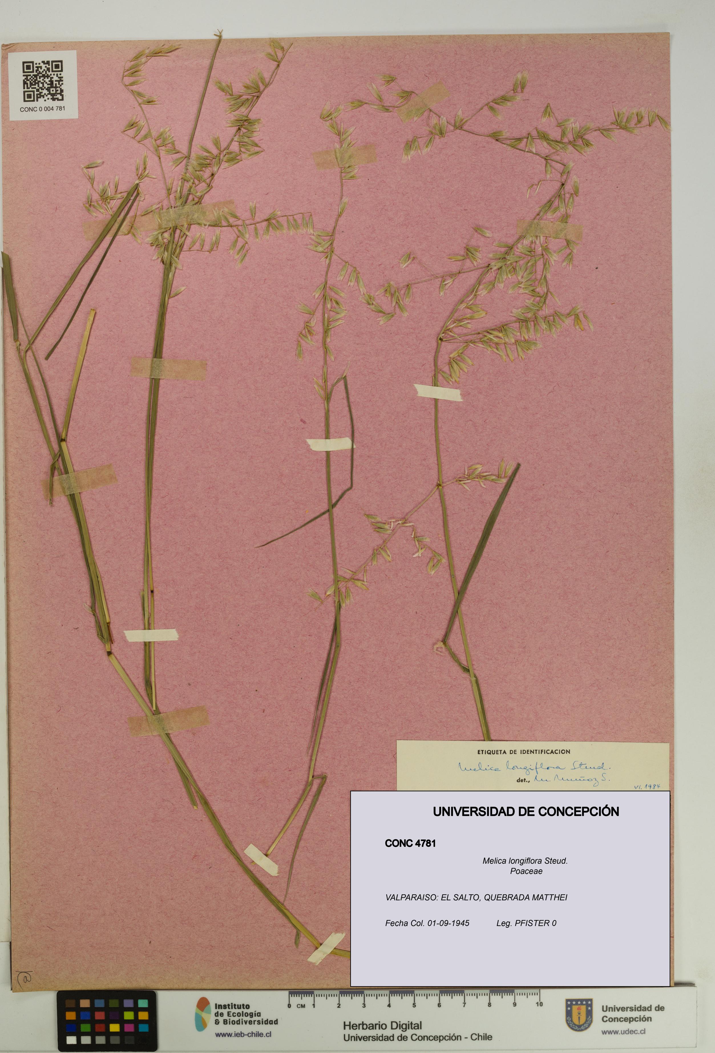 Melica longiflora [Espécimen: UDEC:CONC:0004781]