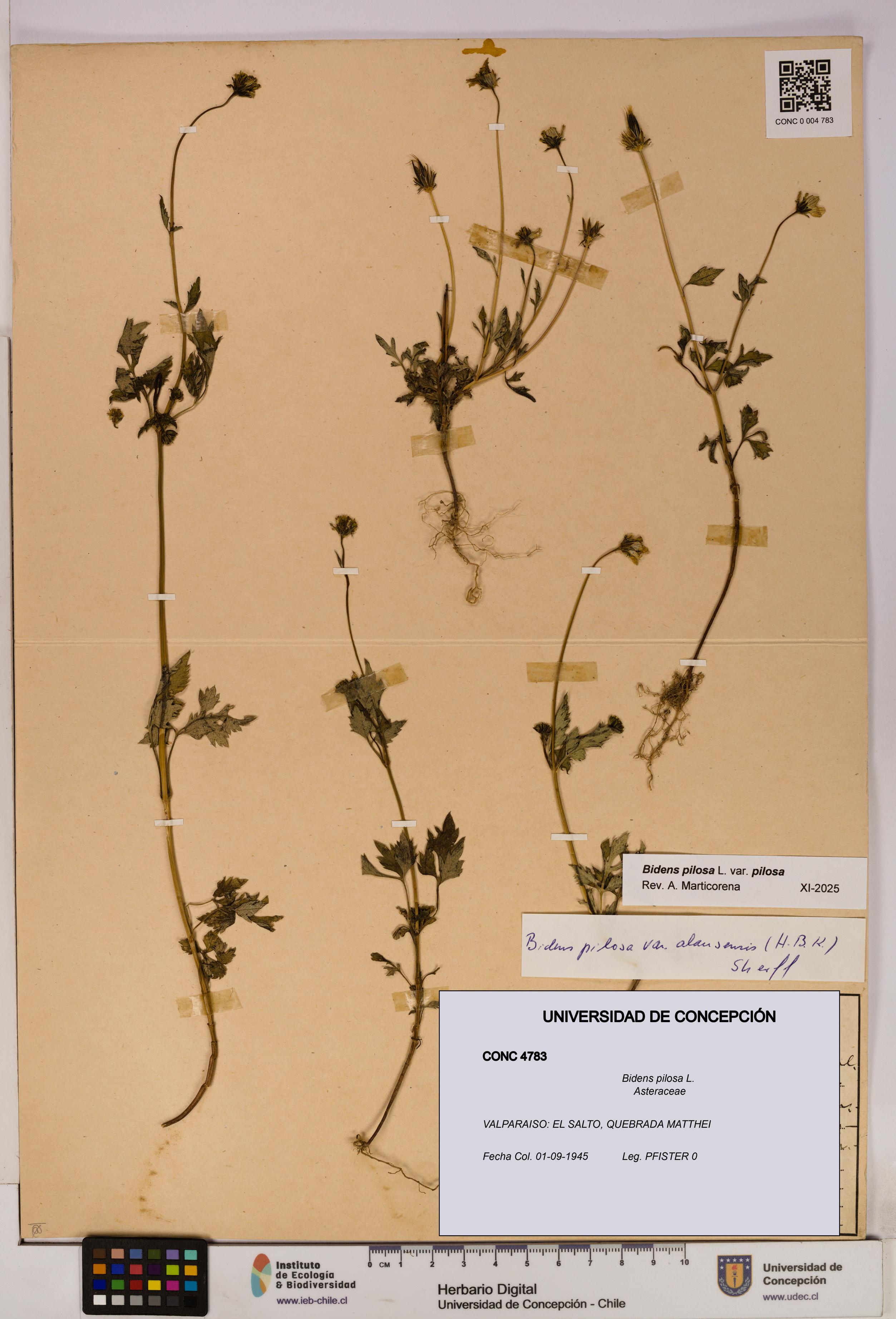 Bidens pilosa [Espécimen: UDEC:CONC:0004783]