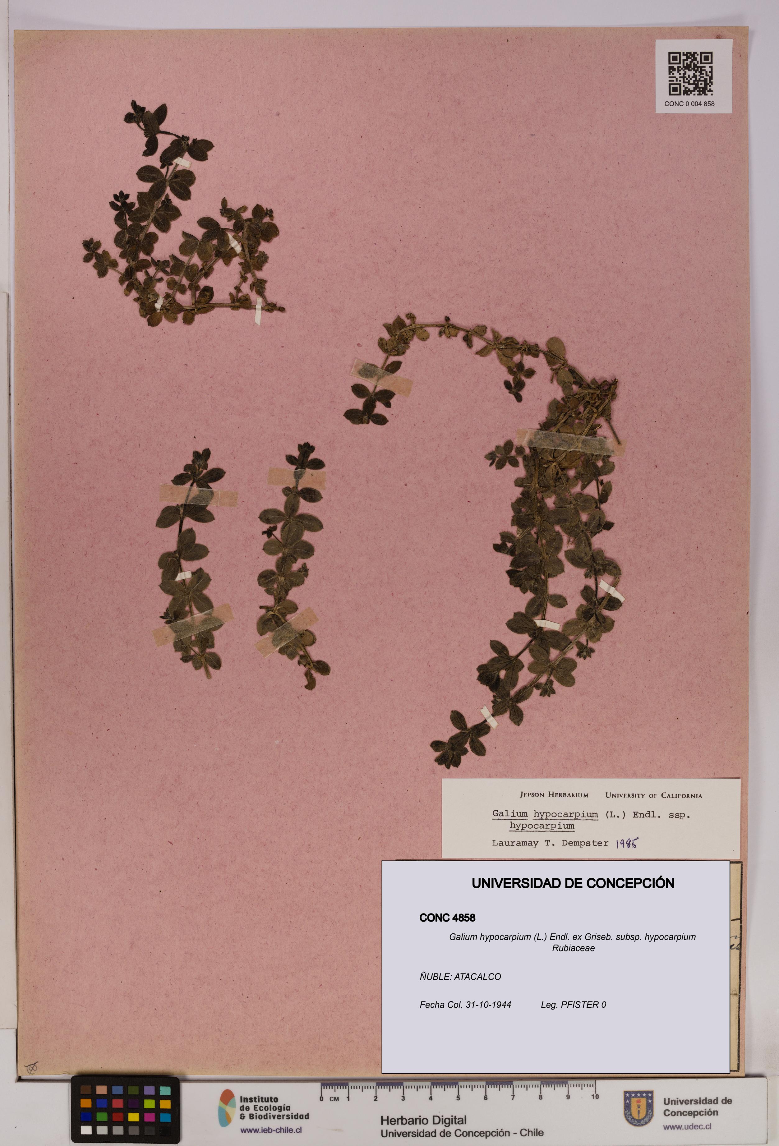 Galium hypocarpium subsp. hypocarpium [Espécimen: UDEC:CONC:0004858]