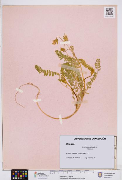 Ornithopus sativus [Espécimen: ]