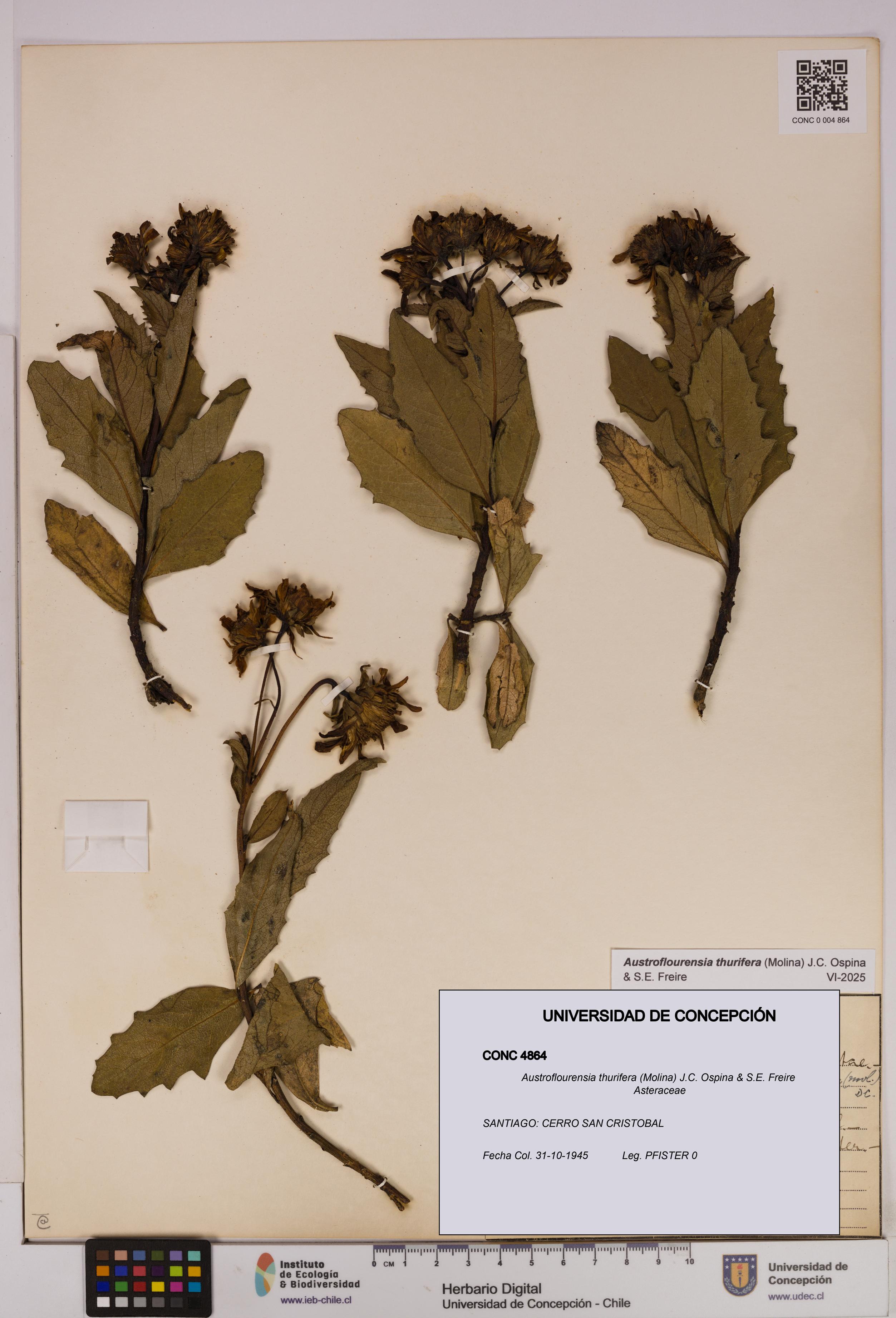 Austroflourensia thurifera [Espécimen: UDEC:CONC:0004864]