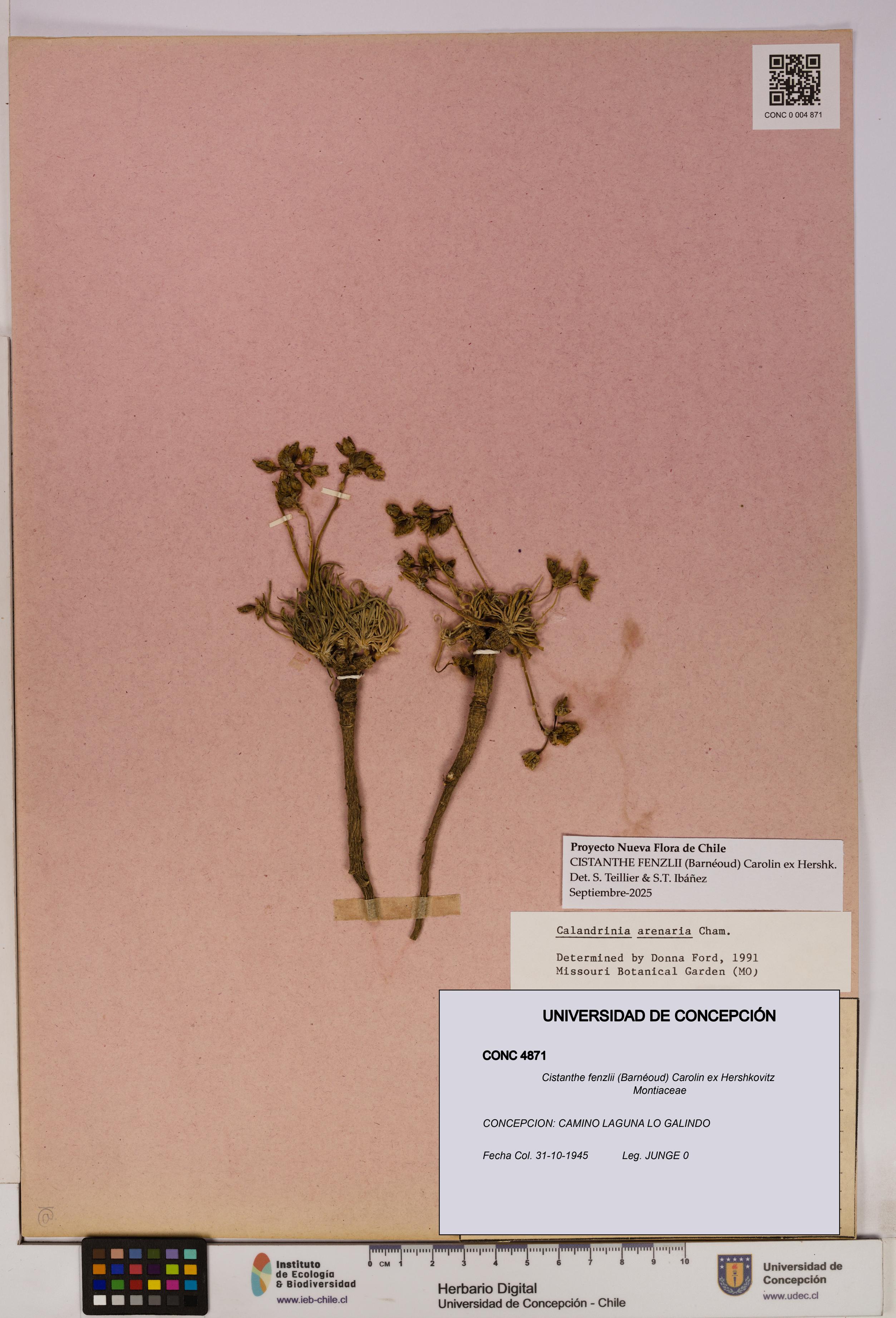 Cistanthe fenzlii [Espécimen: UDEC:CONC:0004871]