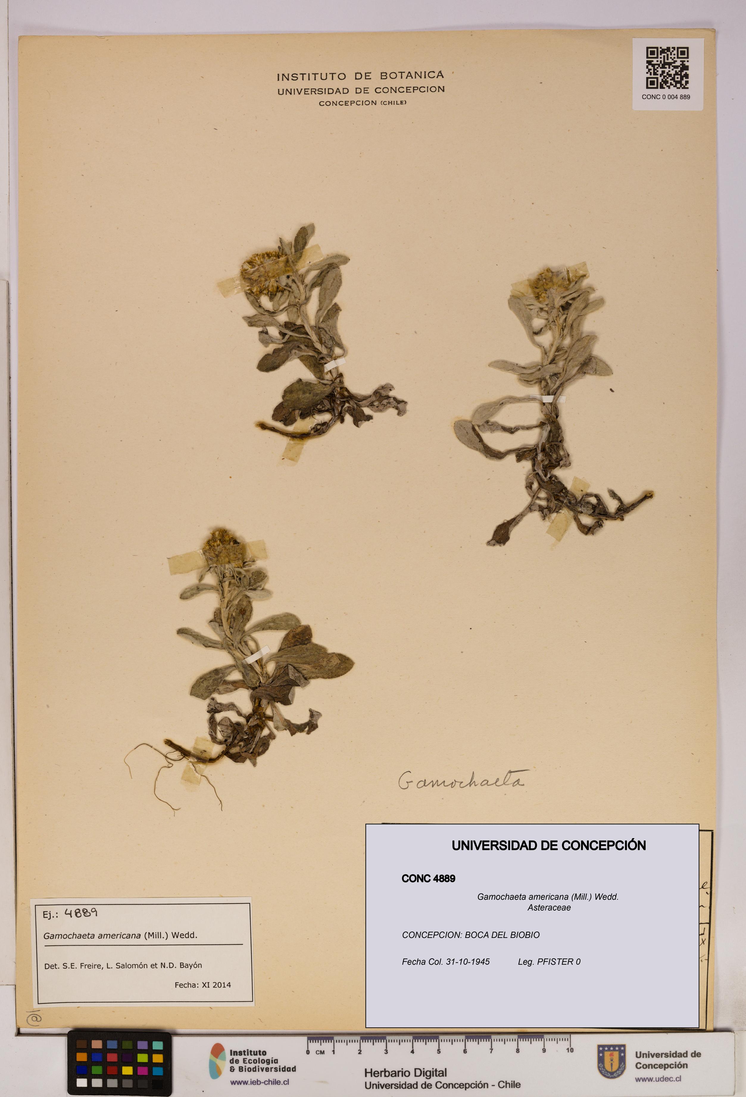 Gamochaeta americana [Espécimen: UDEC:CONC:0004889]