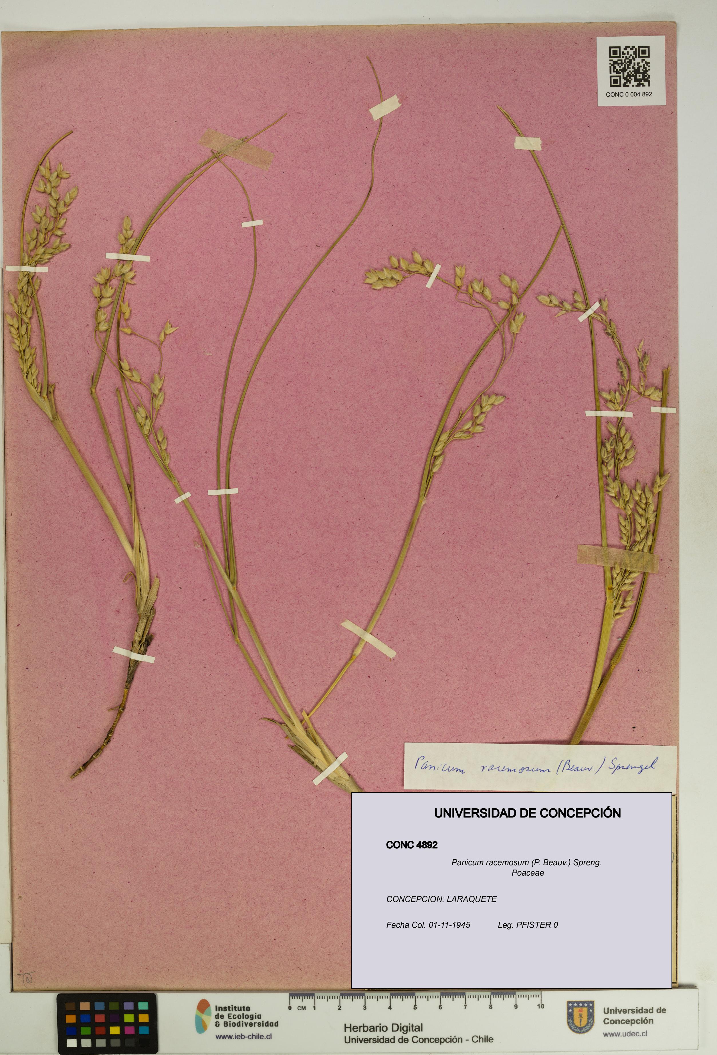 Panicum racemosum [Espécimen: UDEC:CONC:0004892]