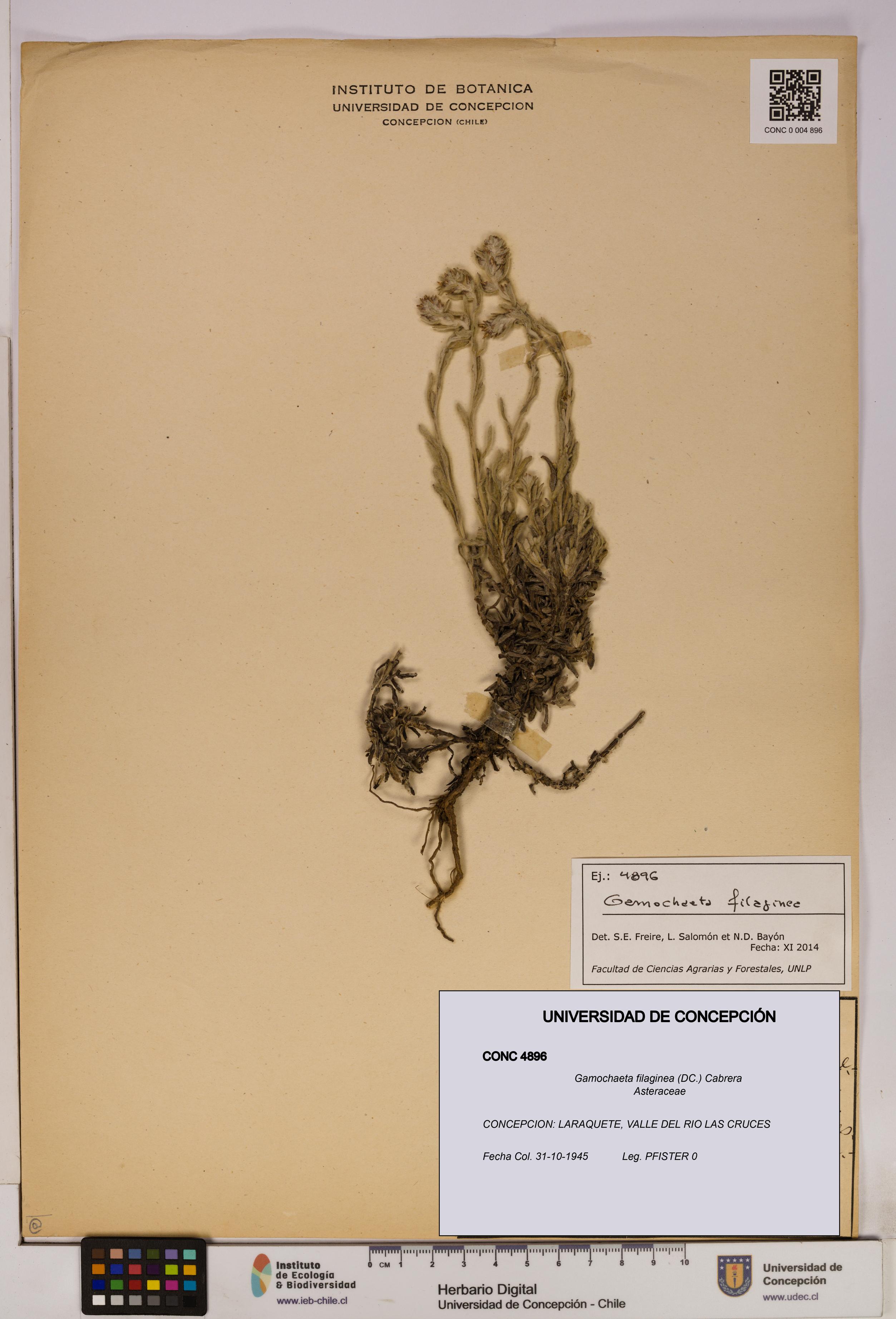 Gamochaeta filaginea [Espécimen: UDEC:CONC:0004896]