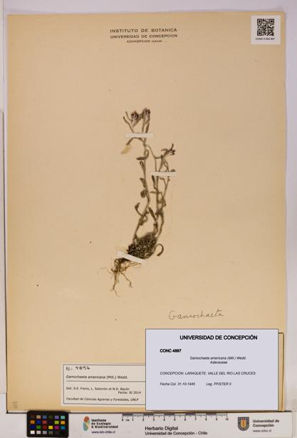 Gamochaeta americana [Espécimen: UDEC:CONC:0004897]