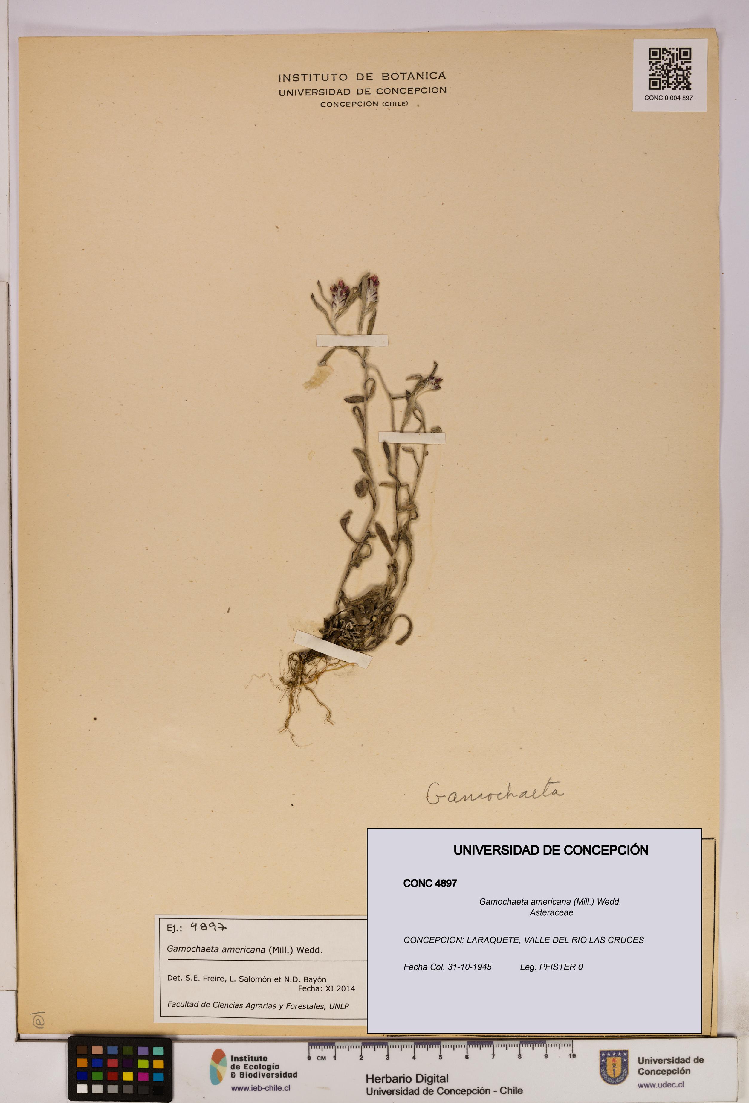 Gamochaeta americana [Espécimen: UDEC:CONC:0004897]