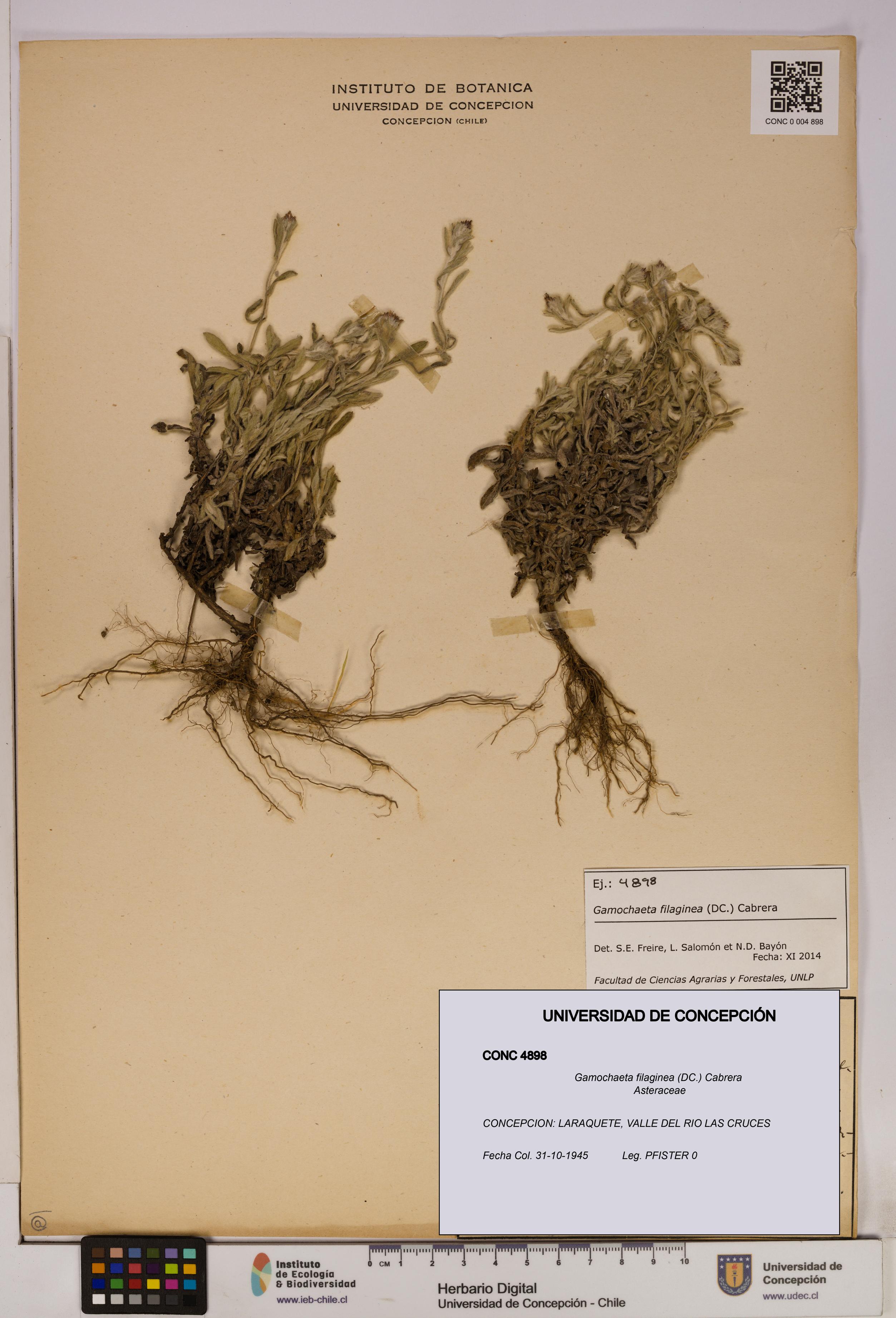 Gamochaeta filaginea [Espécimen: UDEC:CONC:0004898]