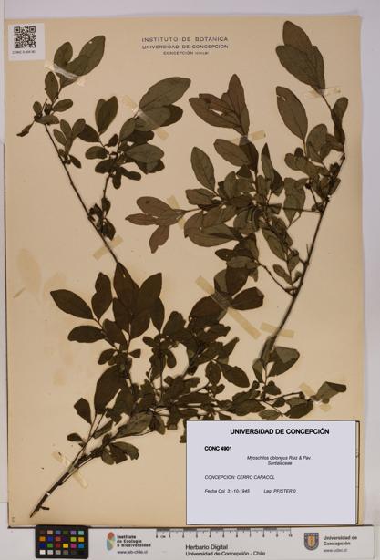 Myoschilos oblongus [Espécimen: UDEC:CONC:0004901]