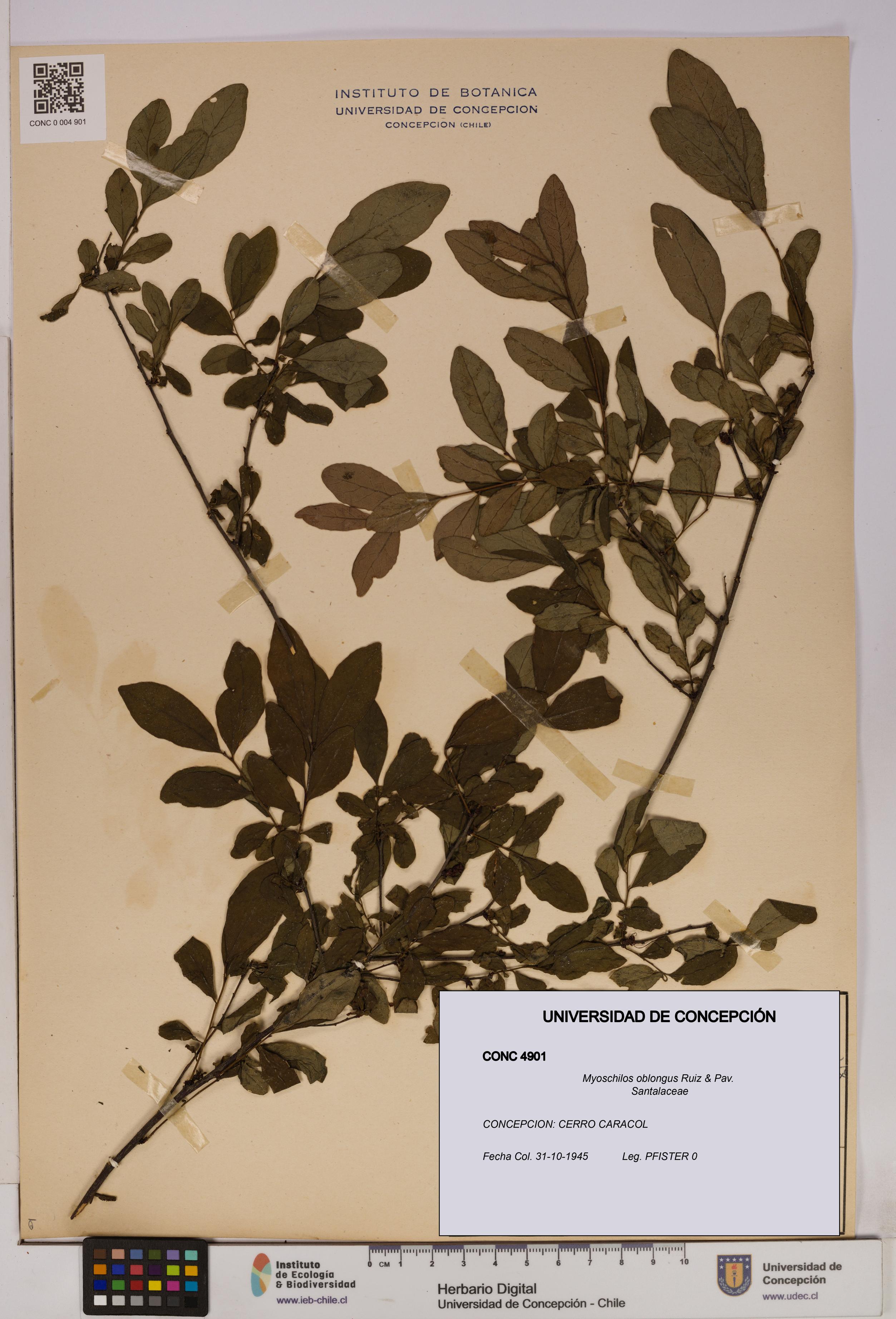 Myoschilos oblongus [Espécimen: UDEC:CONC:0004901]