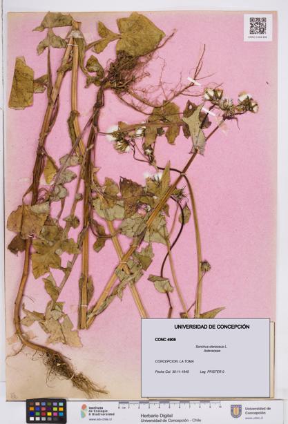Sonchus oleraceus [Espécimen: ]