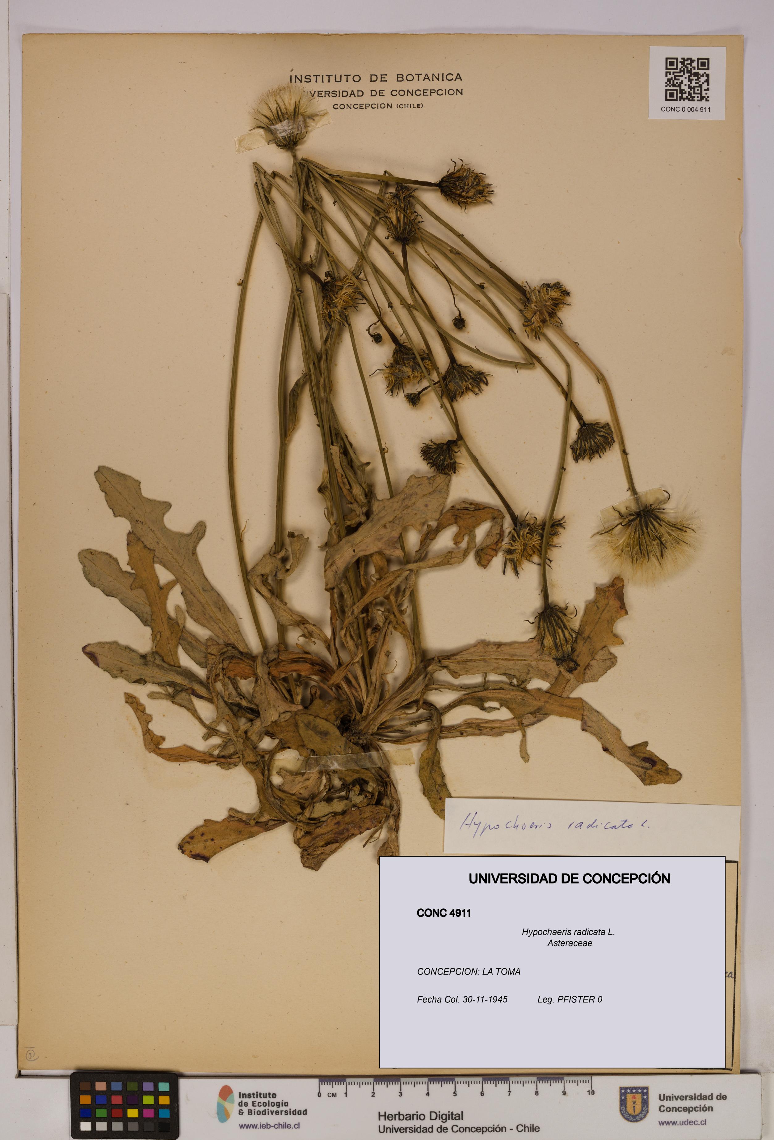 Hypochaeris radicata [Espécimen: UDEC:CONC:0004911]
