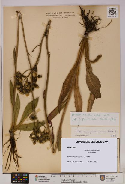 Hieracium chilense [Espécimen: UDEC:CONC:0004922]