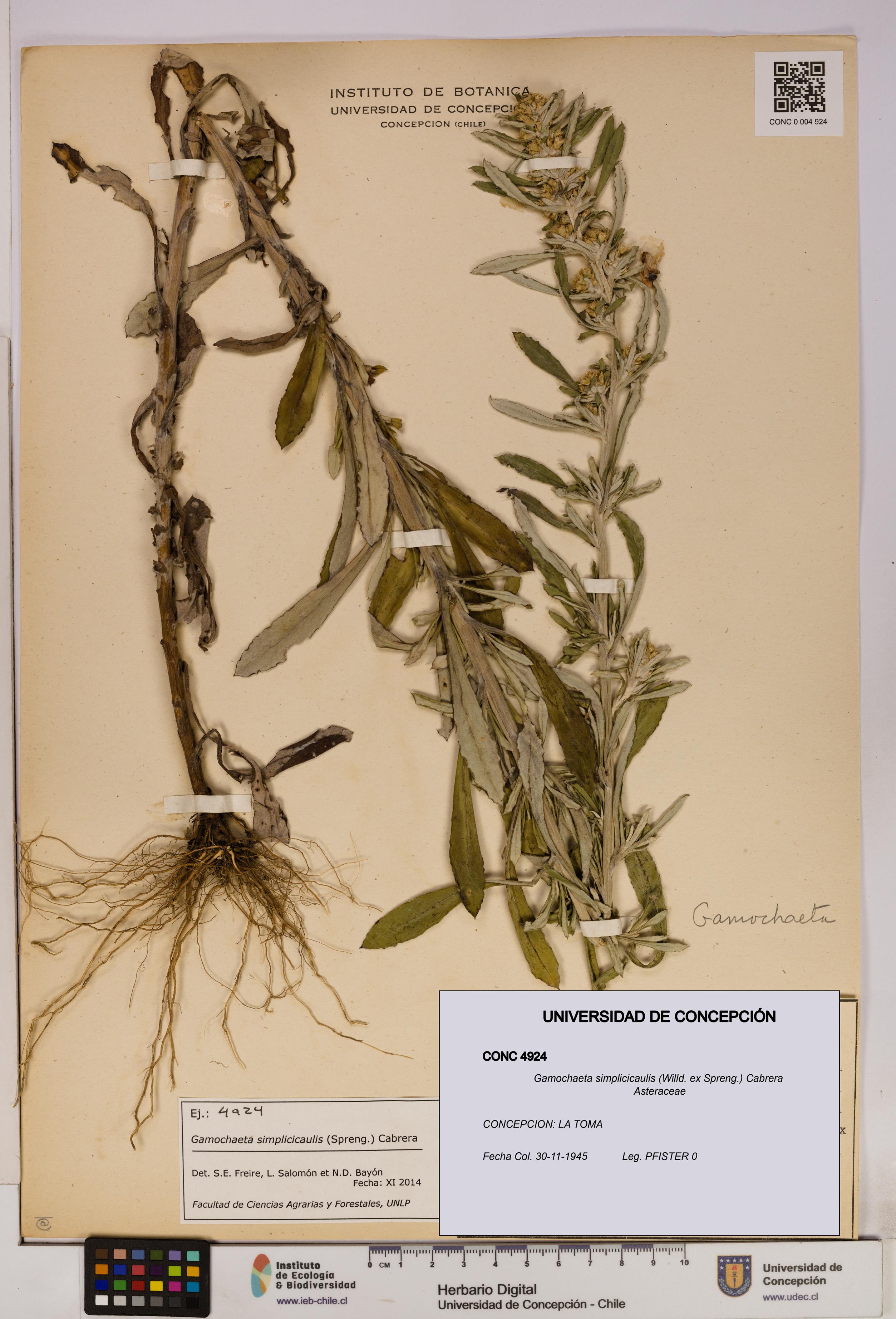 Gamochaeta simplicicaulis [Espécimen: UDEC:CONC:0004924]