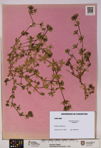 Sherardia arvensis [Espécimen: UDEC:CONC:0004938]