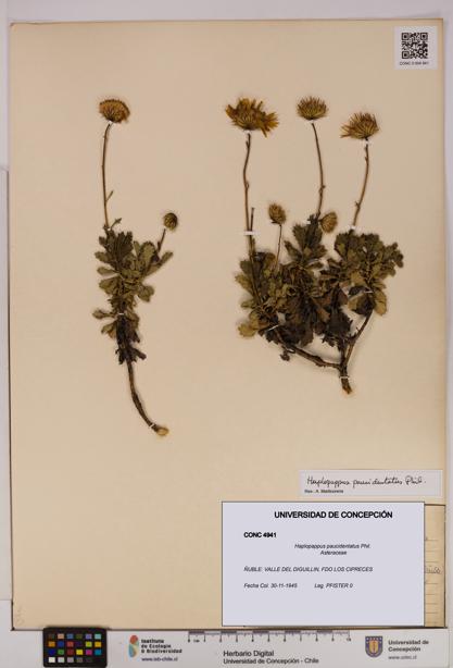 Haplopappus paucidentatus [Espécimen: UDEC:CONC:0004941]