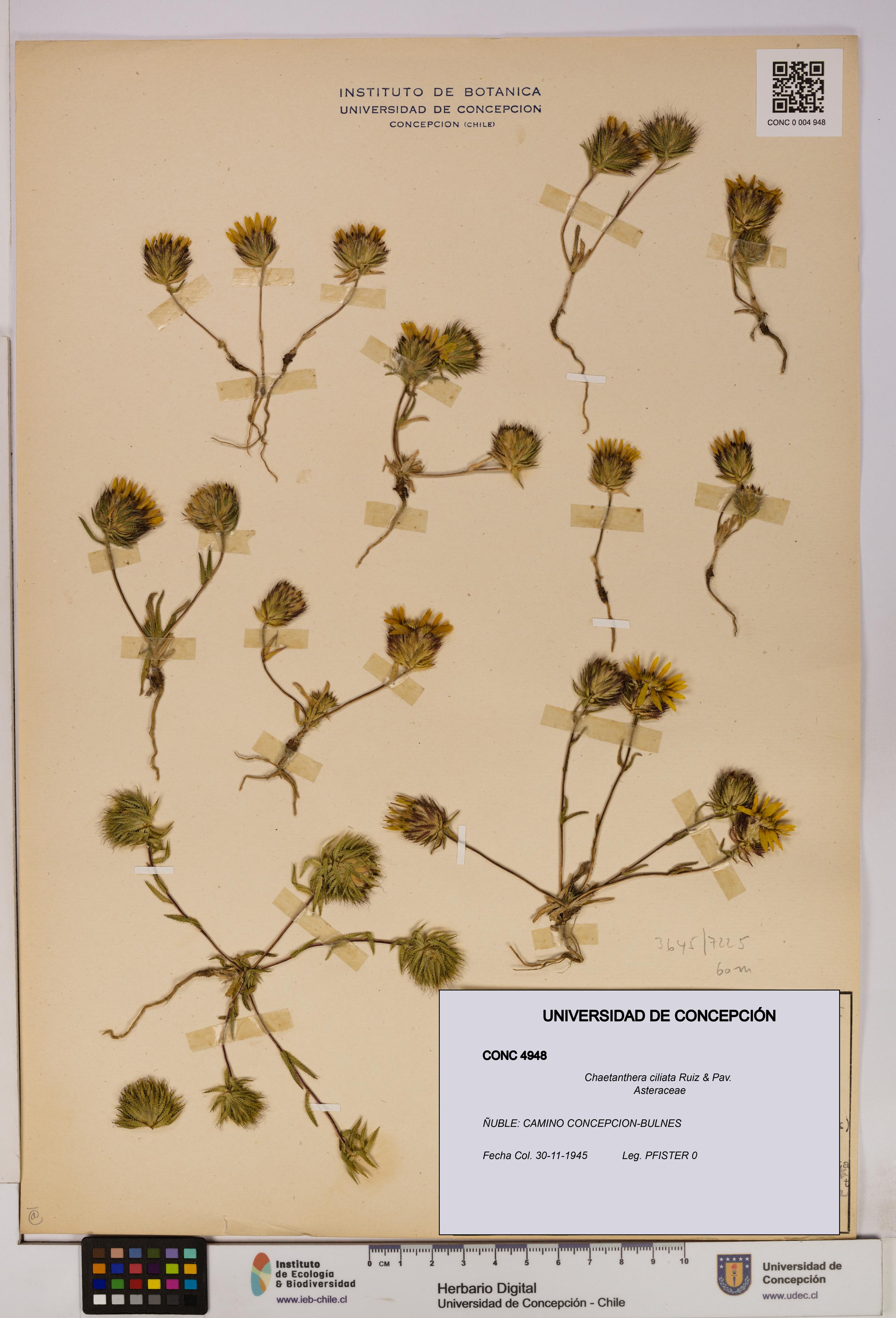 Chaetanthera ciliata [Espécimen: UDEC:CONC:0004948]